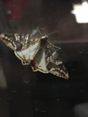 Lepidoptera