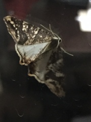 Lepidoptera