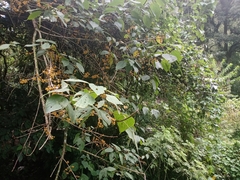 Urera caracasana