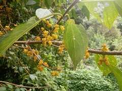Urera caracasana