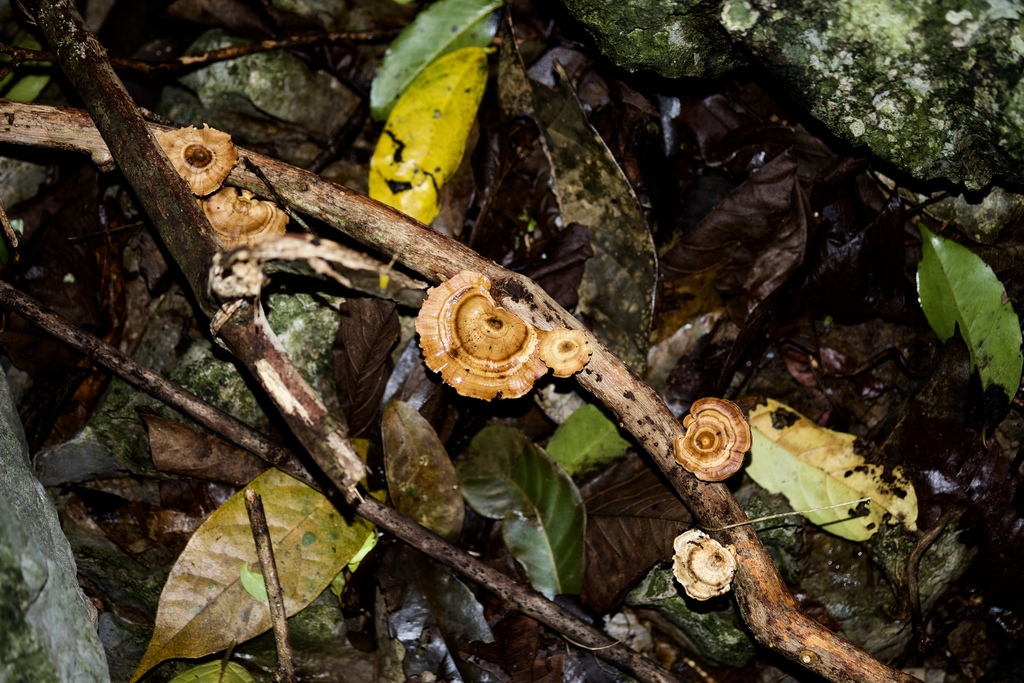 Microporus xanthopus · April 2018 · photo: © shawnodonnell (iNaturalist, cc0)