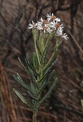 Linochilus rupestris