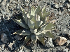 Agave vizcainoensis