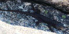 Hemicordylus capensis