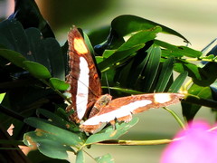 Adelpha iphicleola iphicleola