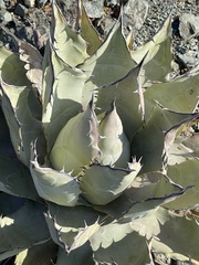 Agave vizcainoensis
