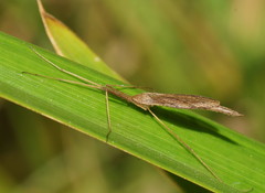 Conosia irrorata
