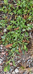 Salix rectijulis