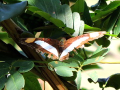 Adelpha iphicleola iphicleola