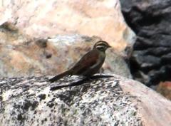 Emberiza capensis capensis