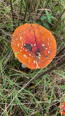 Amanita muscaria