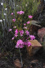 Acmadenia sheilae