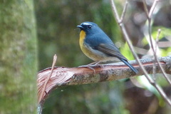 Ficedula hyperythra innexa