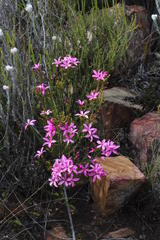 Acmadenia sheilae