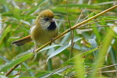 Suthora verreauxi morrisoniana