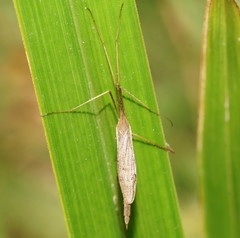 Conosia irrorata