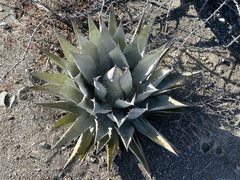 Agave vizcainoensis