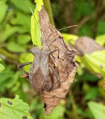 Ochrochira