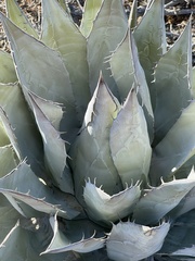 Agave vizcainoensis
