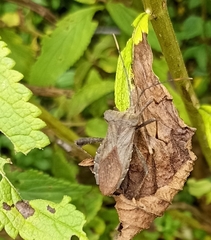 Ochrochira