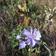 Cichorium intybus