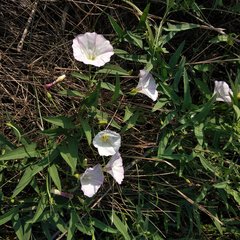 Convolvulus arvensis
