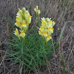 Linaria vulgaris