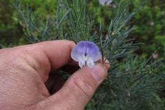 Psoralea axillaris