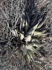 Agave azurea