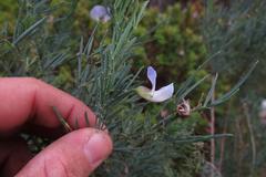 Psoralea axillaris
