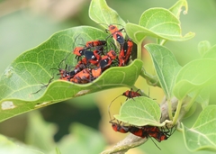 Oncopeltus nigriceps