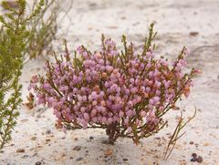 Erica rhodopis