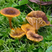 Waxcaps - Photo (c) corndog, some rights reserved (CC BY-NC), uploaded by corndog