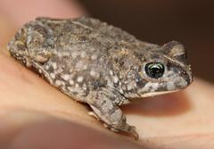 Vandijkophrynus angusticeps