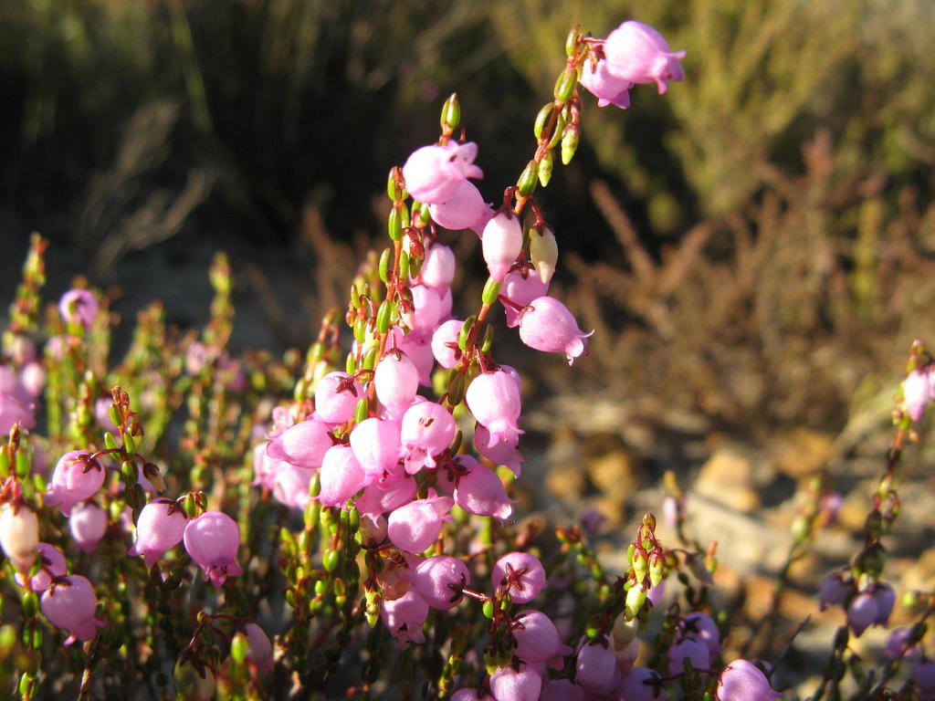 Erica rhodopis