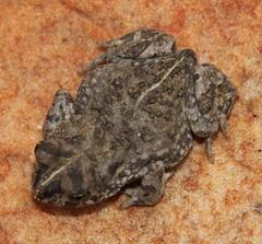 Vandijkophrynus angusticeps