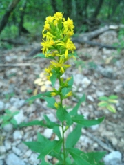 Solidago virgaurea taurica