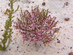 Erica rhodopis