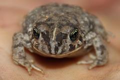 Vandijkophrynus angusticeps