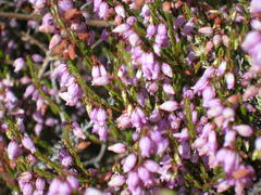 Erica rhodopis