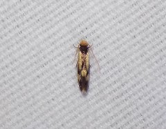 Isocorypha mediostriatella