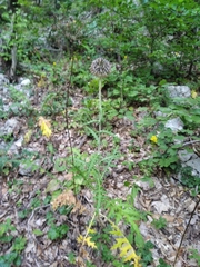 Echinops ritro