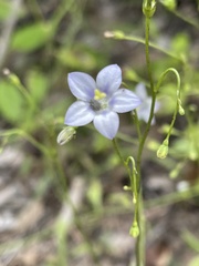 Wahlenbergia androsacea