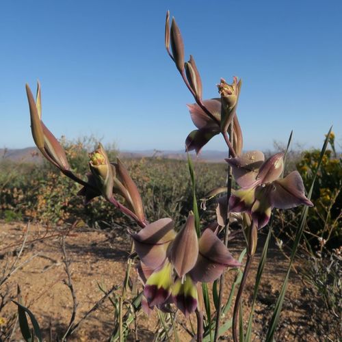 Image of Gladiolus orchidiflorus by (c) Kevin Murray, some rights reserved (CC BY)