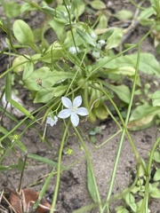 Wahlenbergia androsacea