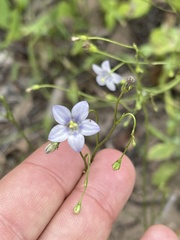 Wahlenbergia androsacea