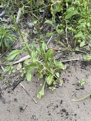 Wahlenbergia androsacea
