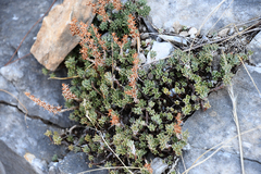 Sedum urvillei