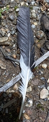 Acridotheres tristis