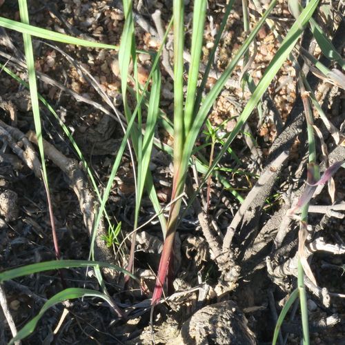 Image of Gladiolus orchidiflorus by (c) Kevin Murray, some rights reserved (CC BY)